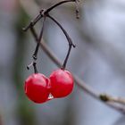 warten auf den Frühling....