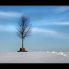 Warten auf den Frühling