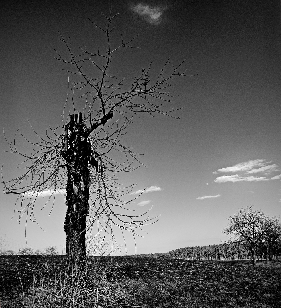 Warten auf den Frühling