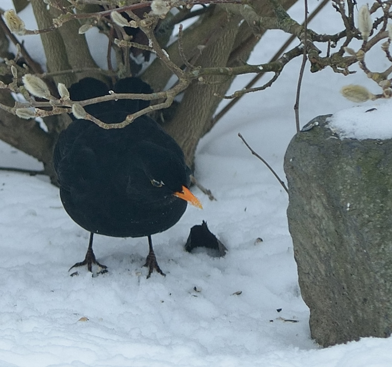 Warten auf den Frühling