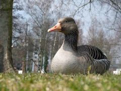 ...warten auf den Frühling