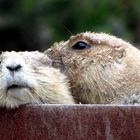 Warten auf den Frühling