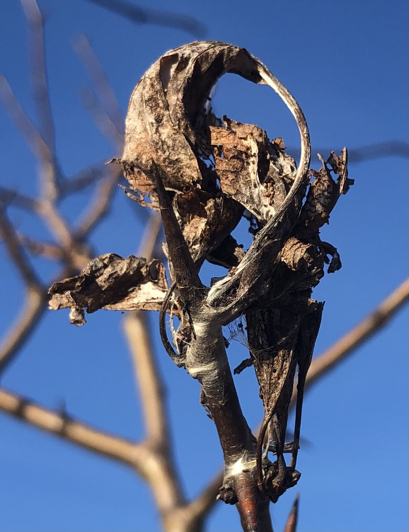 Warten auf den Frühling 