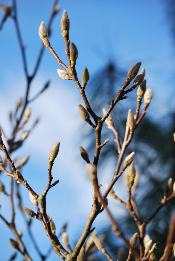 warten auf den Frühling