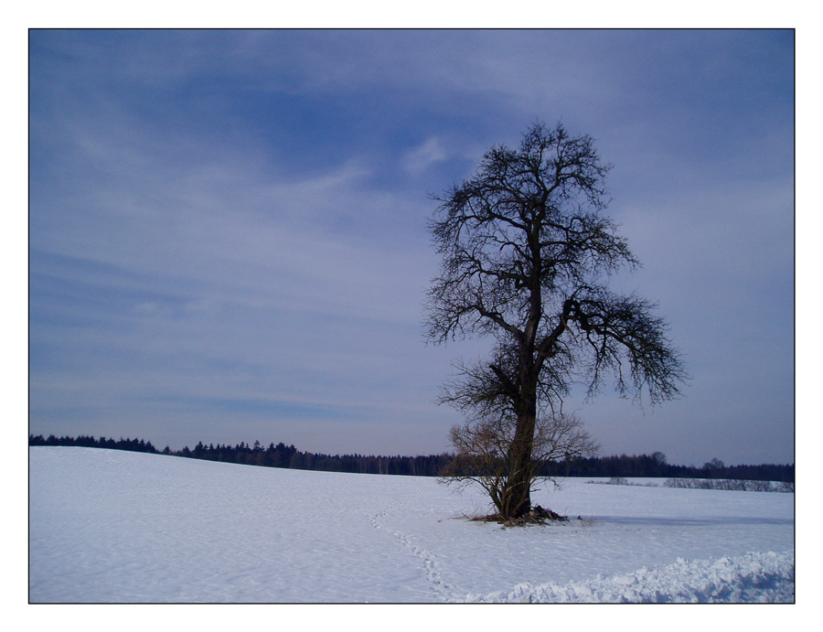 ... Warten auf den Frühling ...