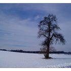 ... Warten auf den Frühling ...