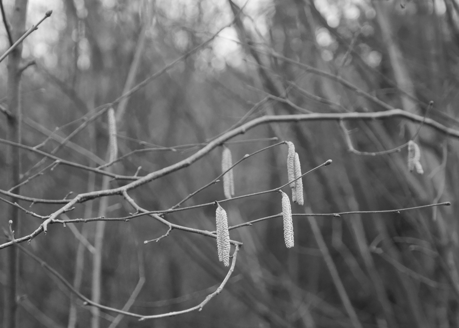 Warten auf den Frühling