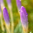 Warten auf den Frühling