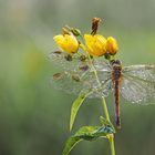 Warten auf den Frühling