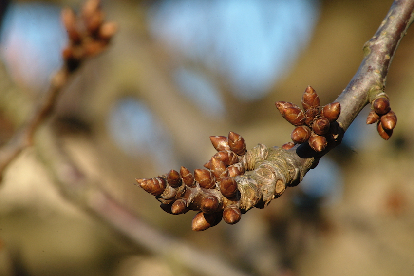 Warten auf den Frühling