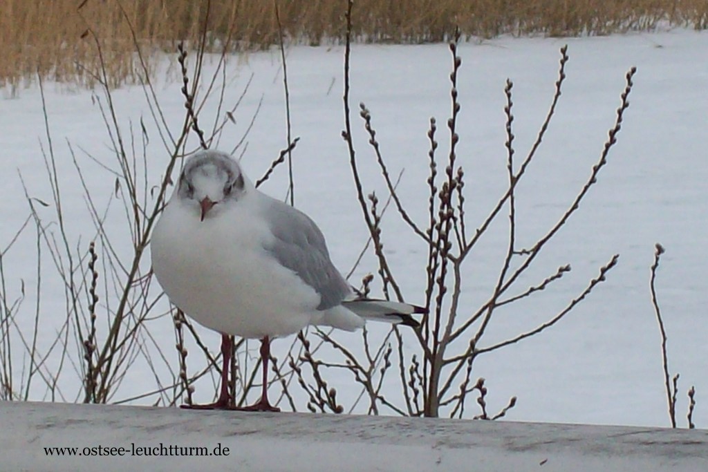 Warten auf den Frühling