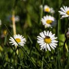 Warten auf den Frühling