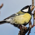 Warten auf den Frühling