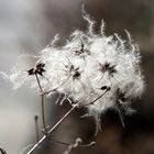 warten auf den Frühling