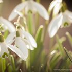 Warten auf den Frühling