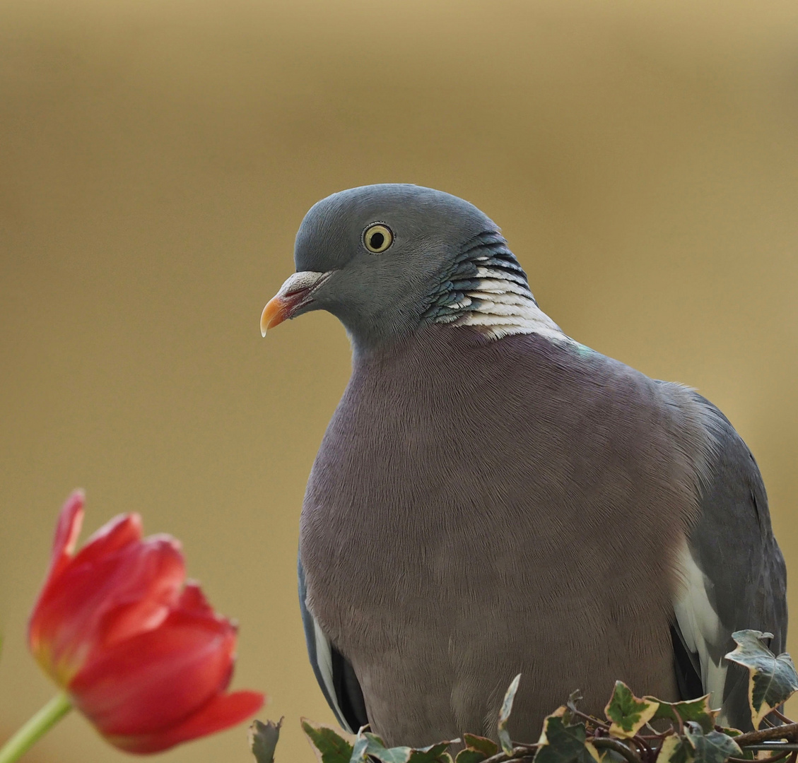 Warten auf den Frühling...