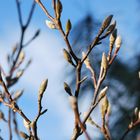 warten auf den Frühling