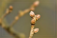 Warten auf den Frühling