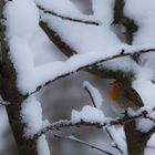 warten auf den Frühling