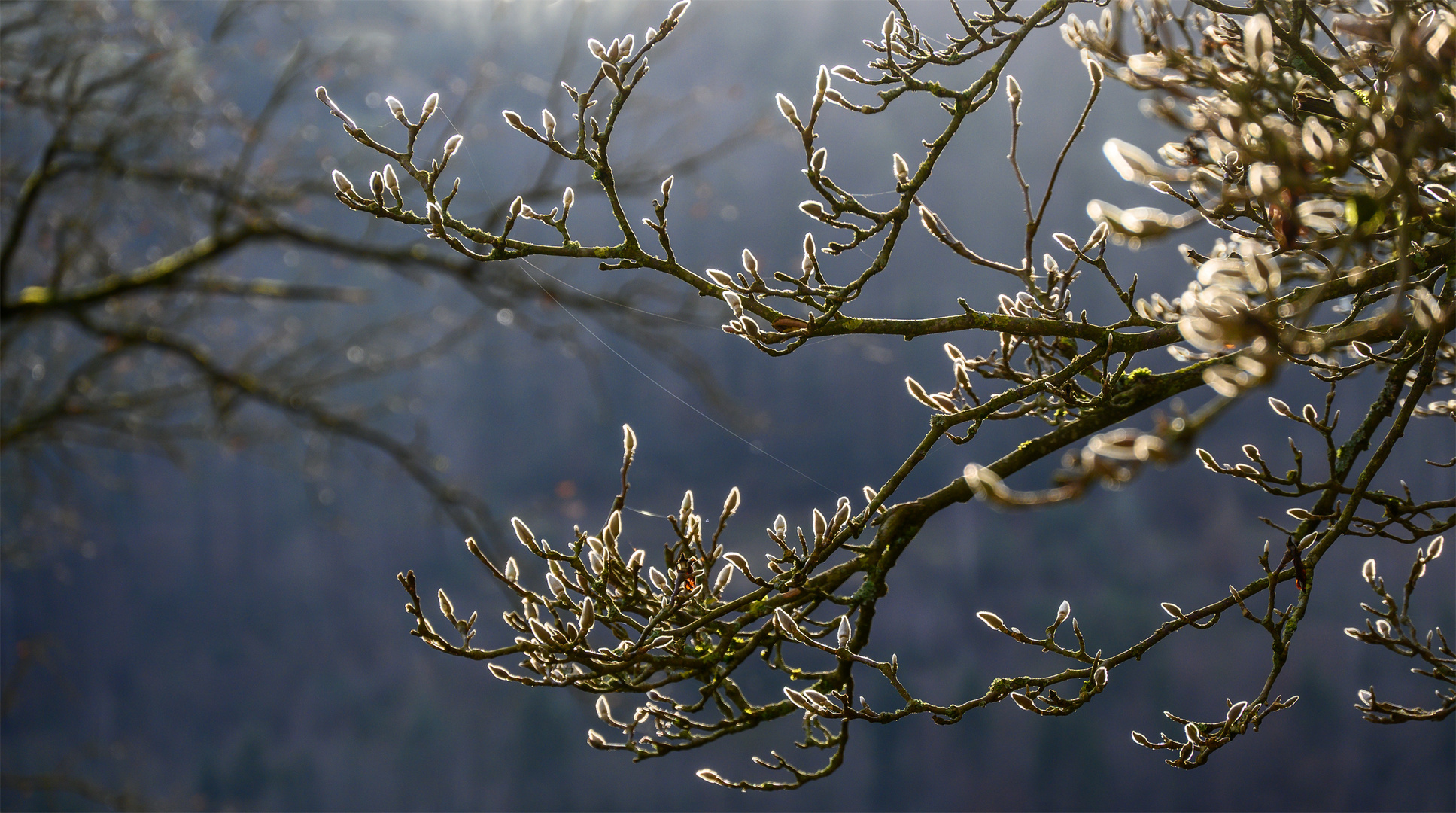 Warten auf den Frühling - En attendant le printemps 