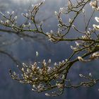 Warten auf den Frühling - En attendant le printemps 