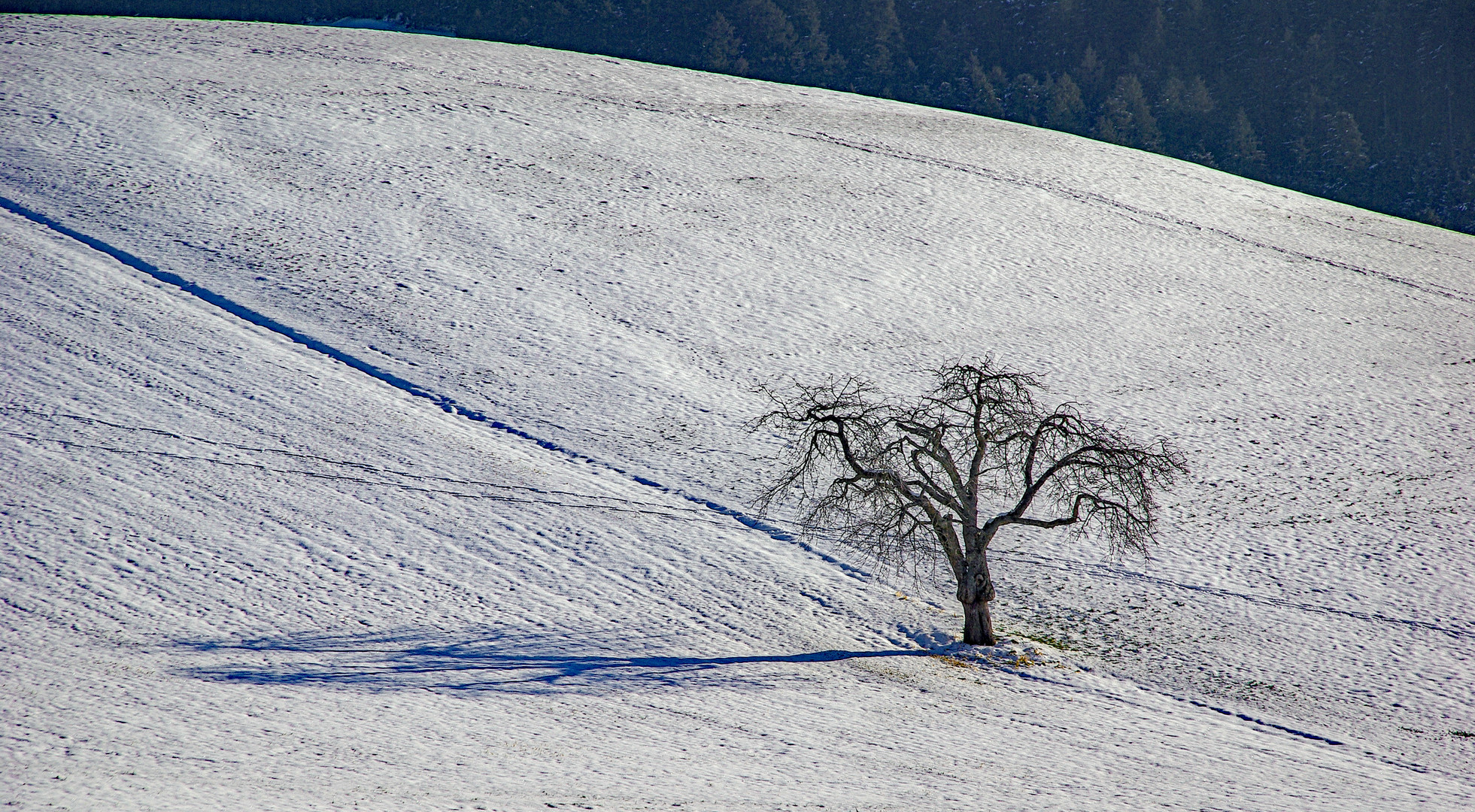 Warten auf den Frühling - vergeblich