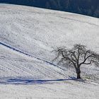 Warten auf den Frühling - vergeblich