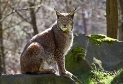 Warten auf den Futterwagen