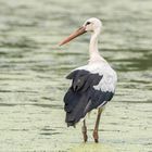 warten auf den großen Regen