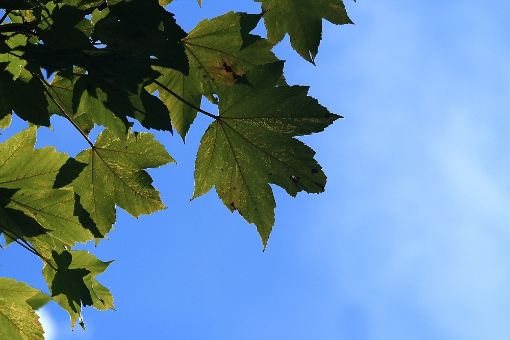 warten auf den Herbst