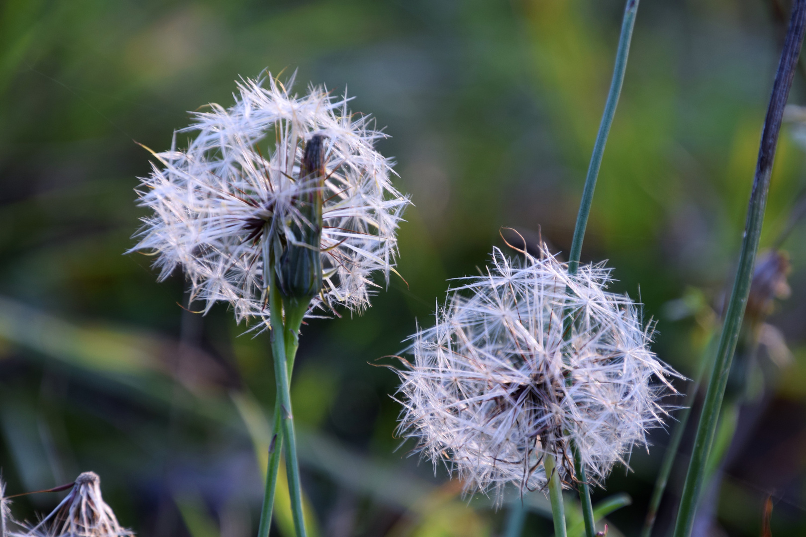 Warten auf den Herbstwind .......