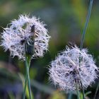 Warten auf den Herbstwind .......