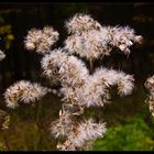 Warten auf den Herbstwind