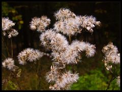 Warten auf den Herbstwind