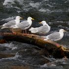 Warten auf den Lachs