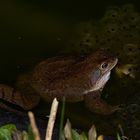 Warten auf den Nachwuchs in meinem Gartenteich.