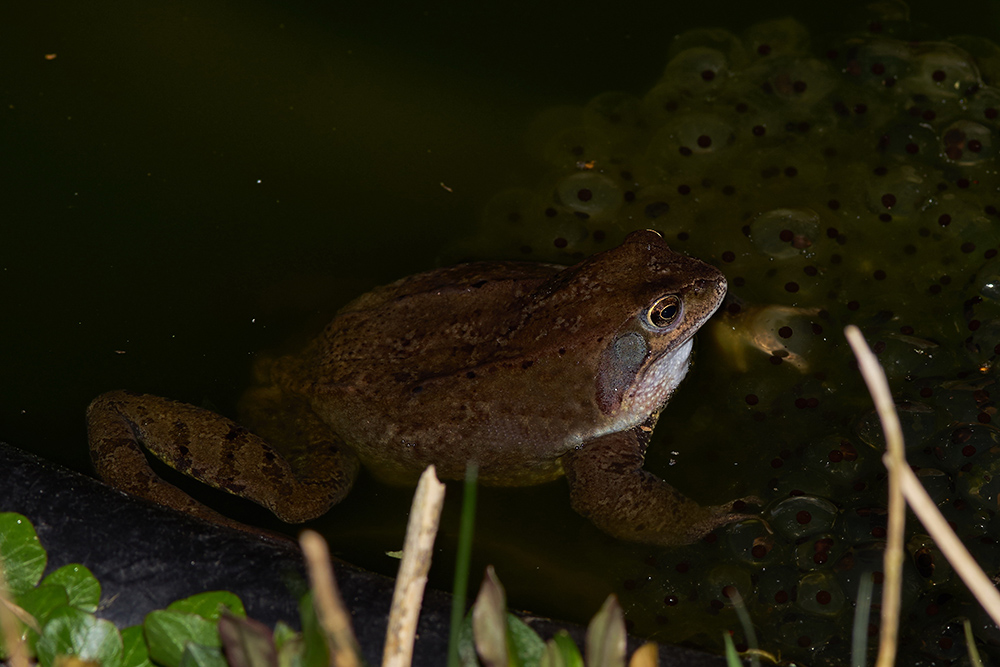 Warten auf den Nachwuchs in meinem Gartenteich.