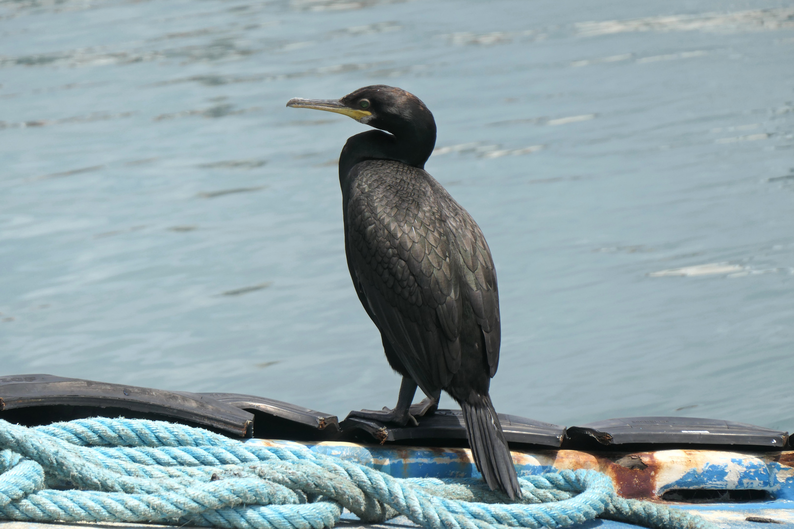 Warten auf den nächsten Fischerkutter