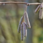 Warten auf den nächsten Frühling