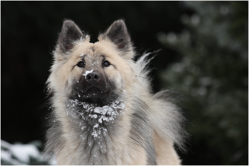 Warten auf den nächsten Schnee