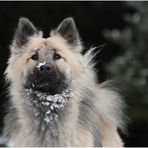 Warten auf den nächsten Schnee