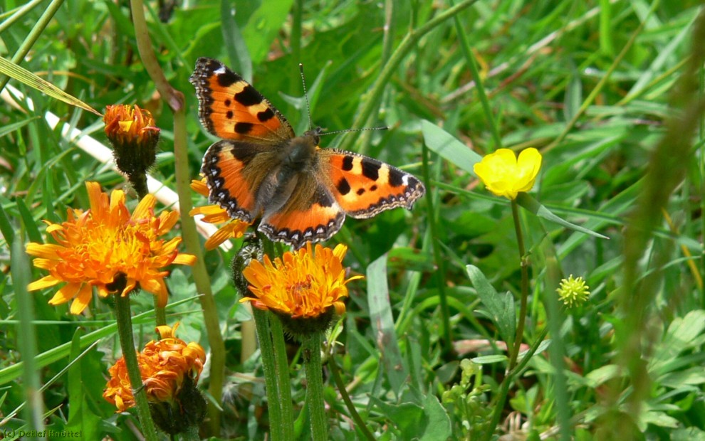 Warten auf den Sommer!