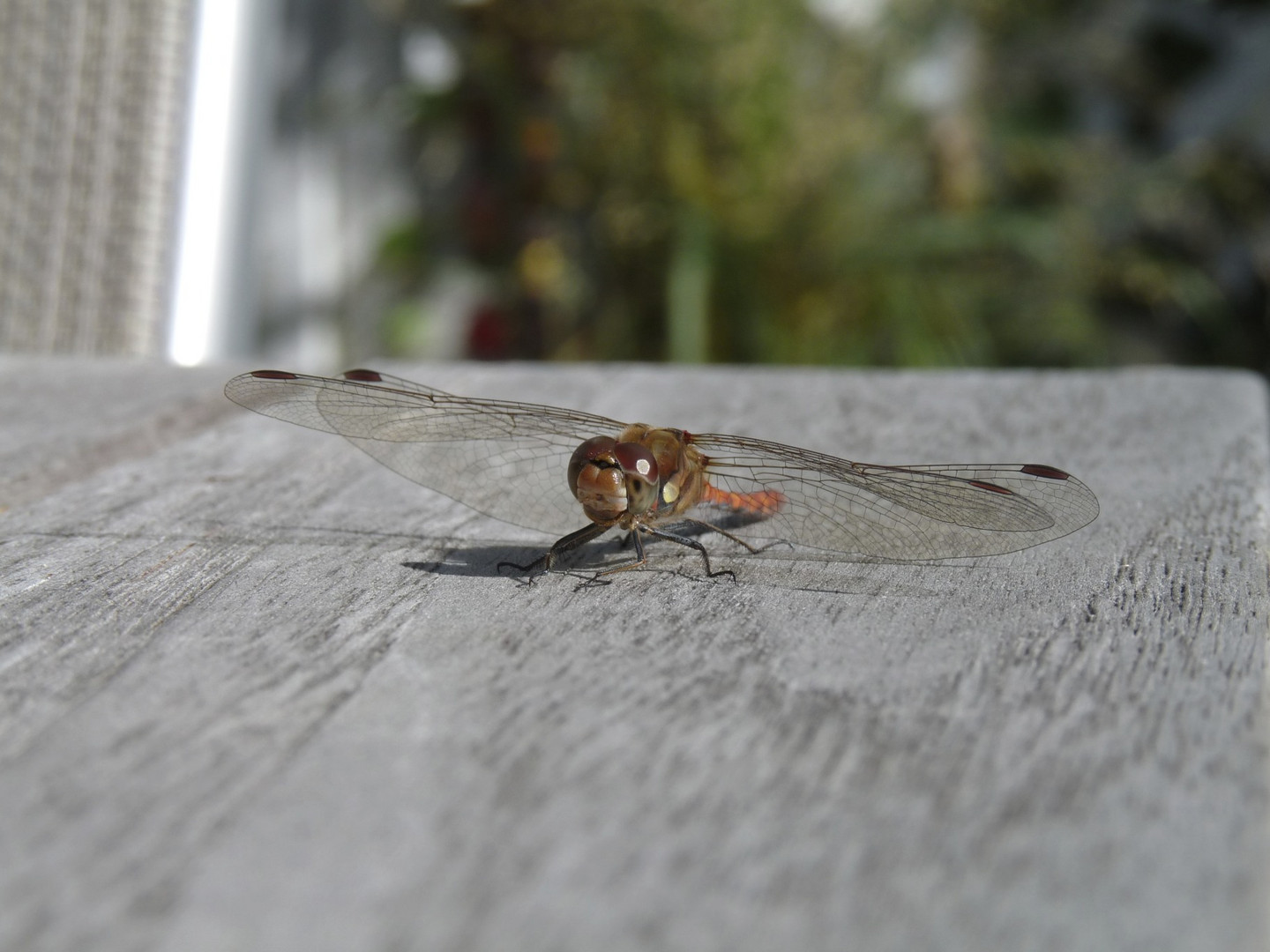 warten auf den Sommer