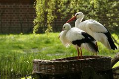 Warten auf den Storch mit dem Nachwuchs