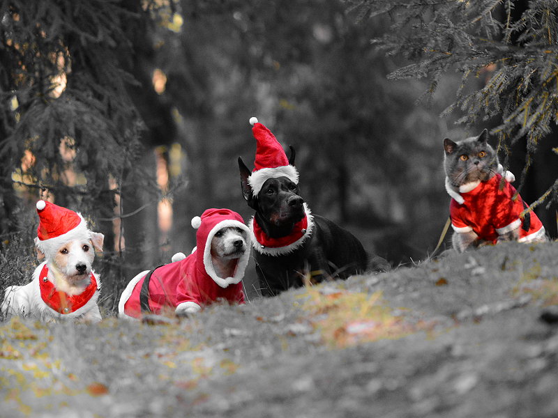 Warten auf den Weihnachtsmann!