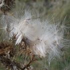 Warten auf den Wind