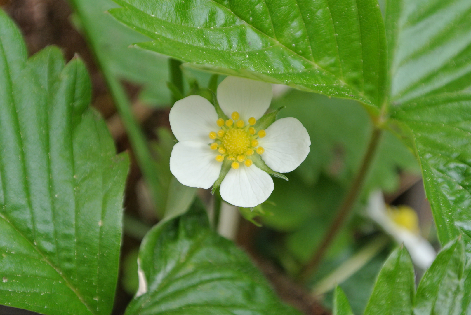 Warten auf die Beeren