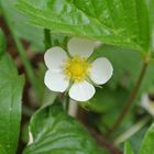 Warten auf die Beeren