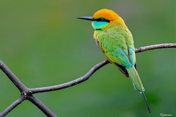 Warten auf die Bienen