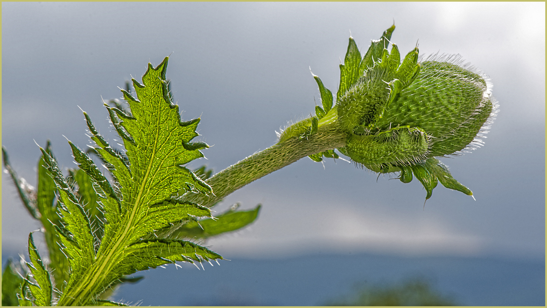 Warten auf die Blüte